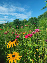 Close-up of yellow flowering plants on field