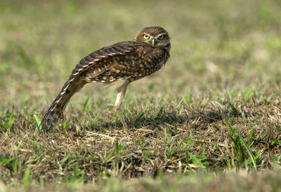 Bird perching on a field