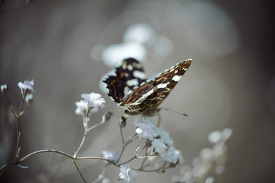 Close-up of butterfly pollinating on flower