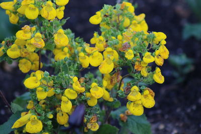 Close-up of yellow flowering plant