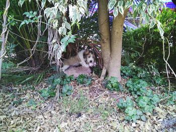 Dog relaxing by plants