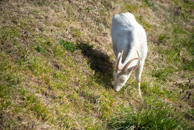 View of a horse on field