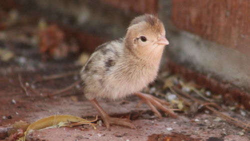 Young quail walking on field