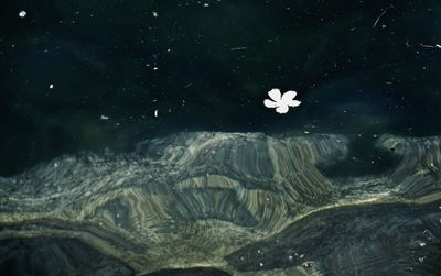 High angle view of jellyfish swimming in sea