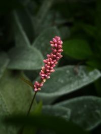 Close-up of pink flowering plant