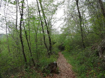 Trail amidst trees in forest