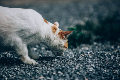 Side view of cat relaxing on field