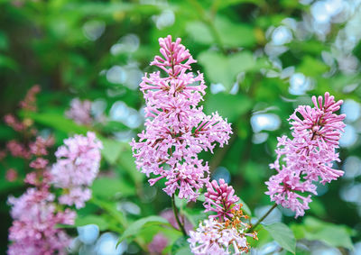 Close-up of pink flowering plant