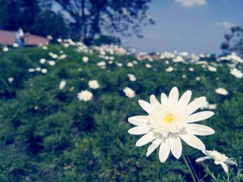 Close-up of white daisy flower on field