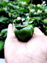 Close-up of hand holding fruit