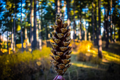 Part of a alpine tree. it usually grows on them and then falls apart in autumn