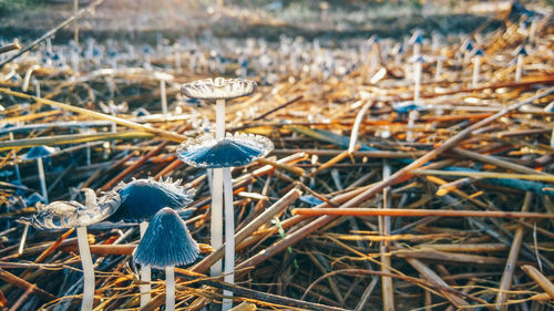 Close-up view of blue background