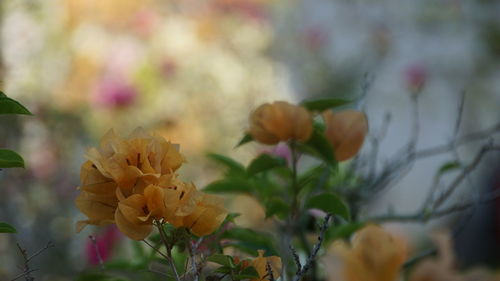 Close-up of yellow flowering plant