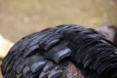 Close-up of black tire