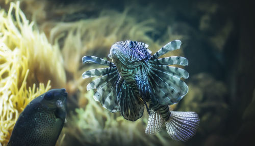 Close-up of jellyfish in sea