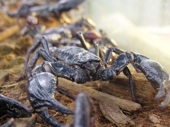 Close up of plant against blurred background