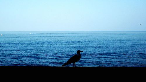 Bird flying over calm blue sea