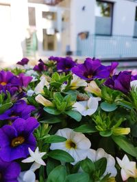 Close-up of purple flowers blooming outdoors