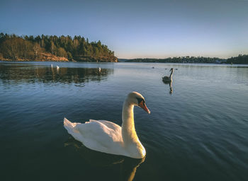 Swans swimming in lake