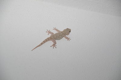 Close-up of insect on wall