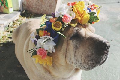 Close-up of flowers on dog