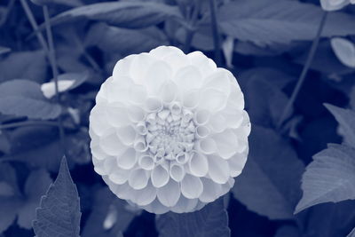 Close-up of dahlia blooming outdoors