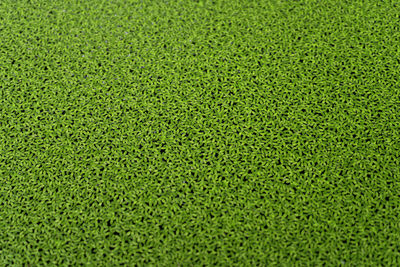 Common duckweed, a tiny aquatic plant covering on the water can use as background or texture.