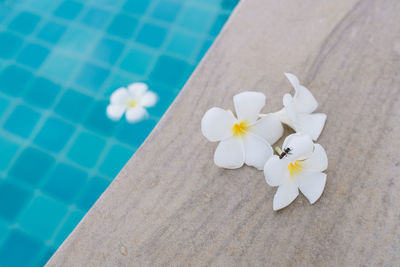 High angle view of white flowering plant in swimming pool