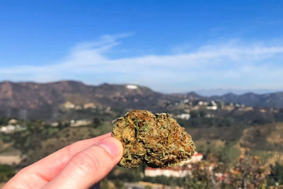 Close-up of hand holding marijuana against mountain