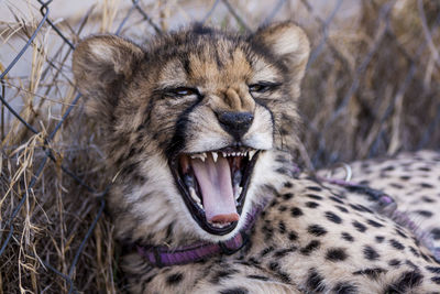 Close-up of cheetah yawning