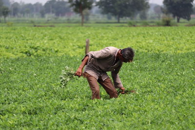 Man working on field in the groundnut farm.