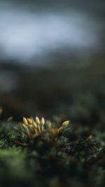 Close-up of plant