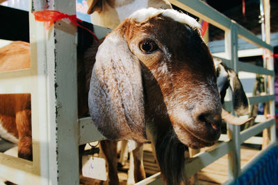 Close-up portrait of horse