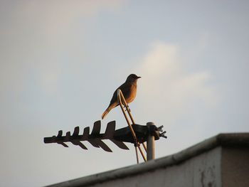 Low angle view of birds perching on roof against sky