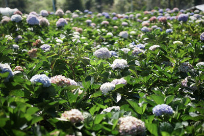 Close-up of purple flowering plants on field