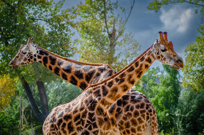 giraffe