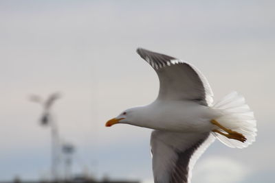 Seagull flying in the sky