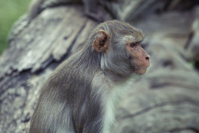 Close-up of monkey