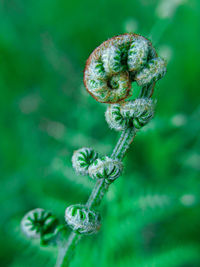 Close-up of fern