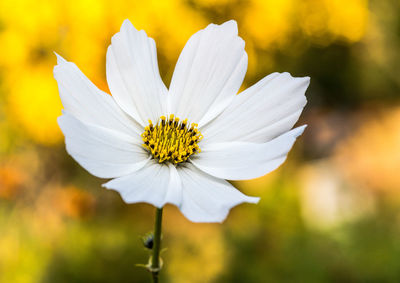 Close-up of white cosmos flower