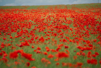 View of red flowers on field