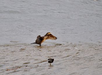 Two birds flying over sea
