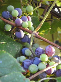 Close-up of grapes growing on plant