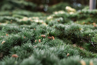 Spruce pine cedar fir fluffy branches with green needles prickles close-up