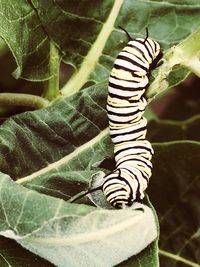 Close-up of insect on leaf