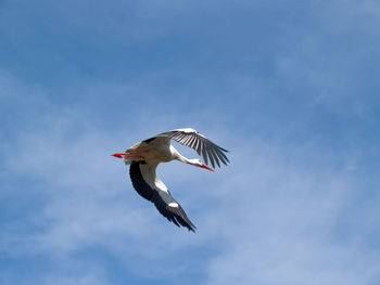 Low angle view of seagull flying