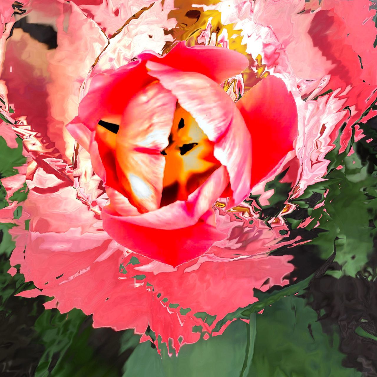 CLOSE-UP OF PINK FLOWERS IN BLOOM