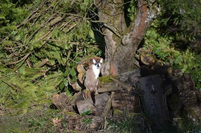 View of a tree in a field