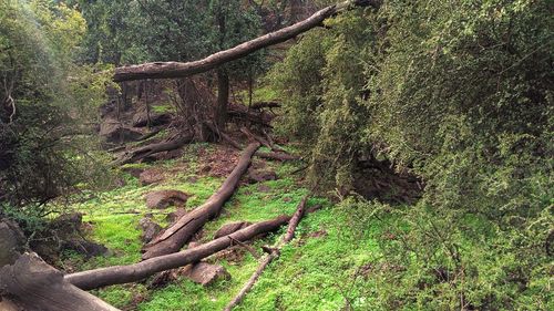 View of tree trunk in forest