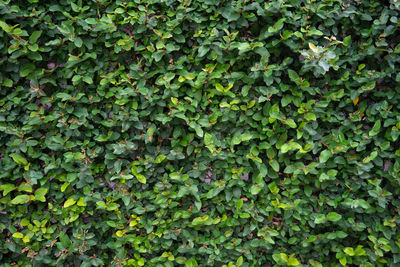 Full frame shot of ivy growing on plant